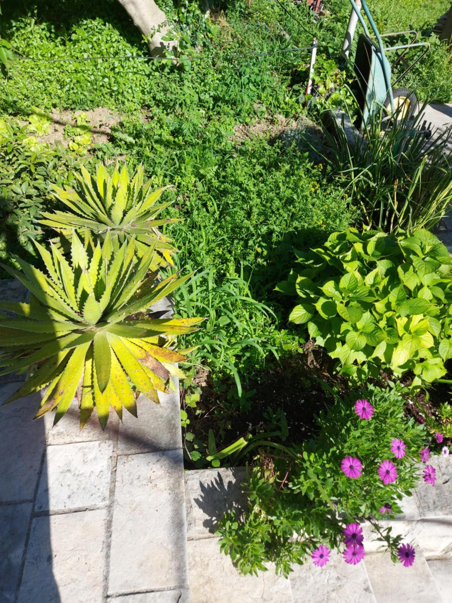 Apartments Iva Tivat Kültér fotó